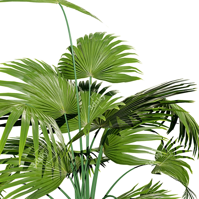 Realistic Indoor Palm Collection 3D model image 4