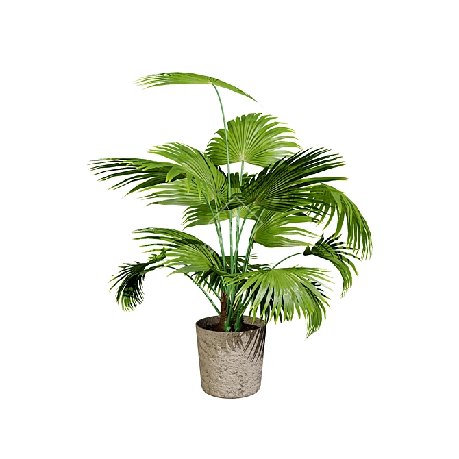 Realistic Indoor Palm Collection 3D model image 5