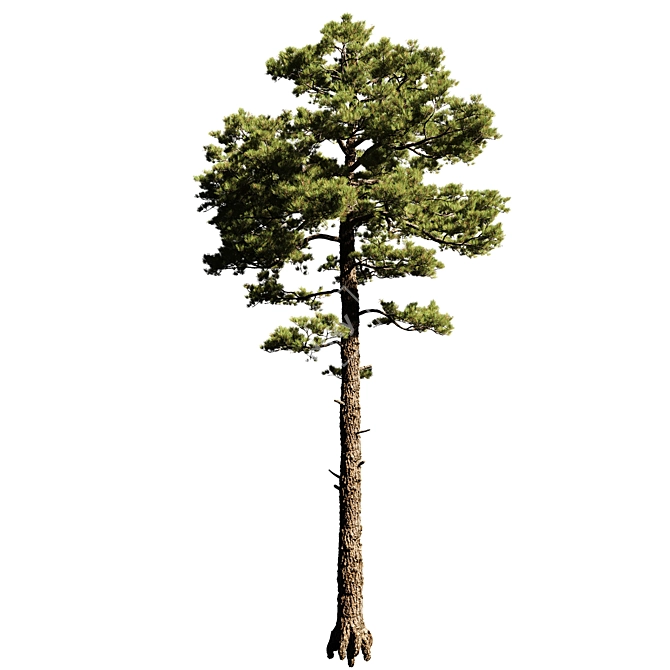 Tall Pine Tree Model with Textures 3D model image 2