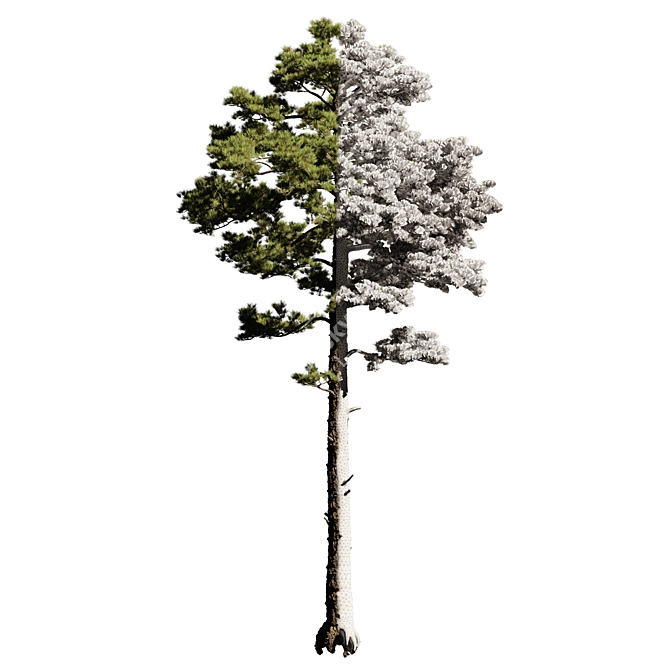 Tall Pine Tree Model with Textures 3D model image 4