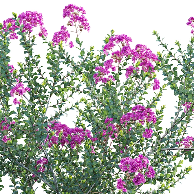 3D Crepe Myrtle Plant Collection 3D model image 2