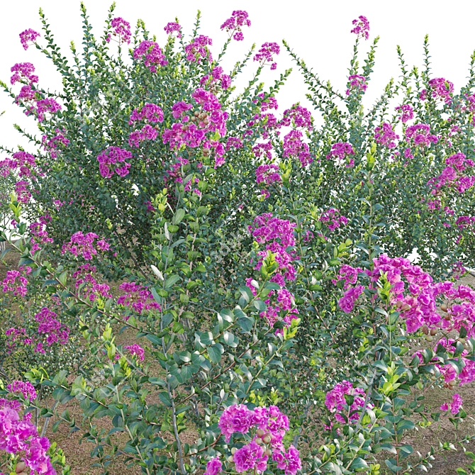 3D Crepe Myrtle Plant Collection 3D model image 3