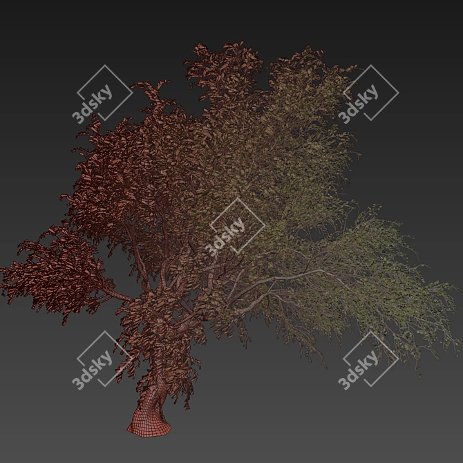 Premium Eucalyptus Camaldulensis Tree 3D model image 7