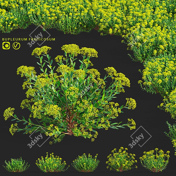 Bush Bupleurum Fruticosum Set 3D model image 1