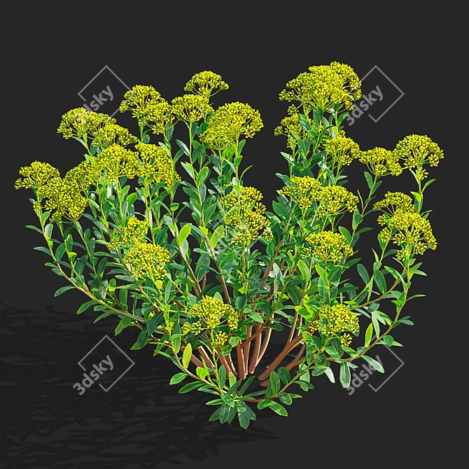 Bush Bupleurum Fruticosum Set 3D model image 2