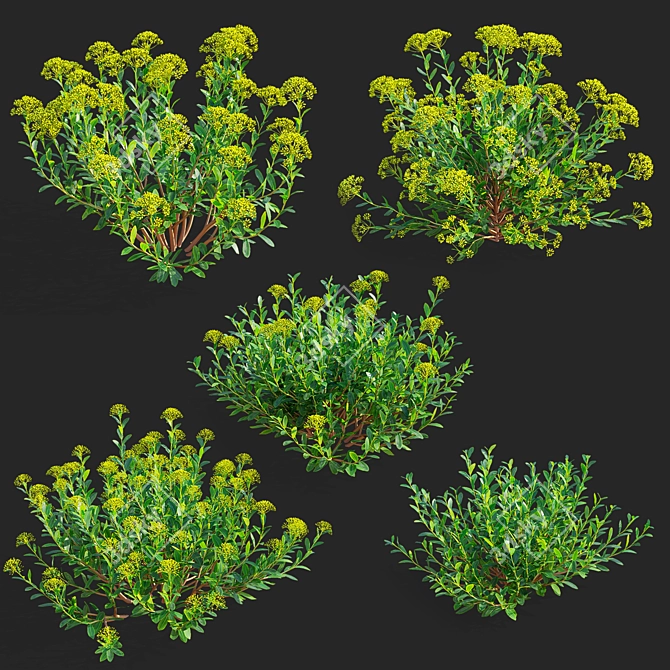 Bush Bupleurum Fruticosum Set 3D model image 4