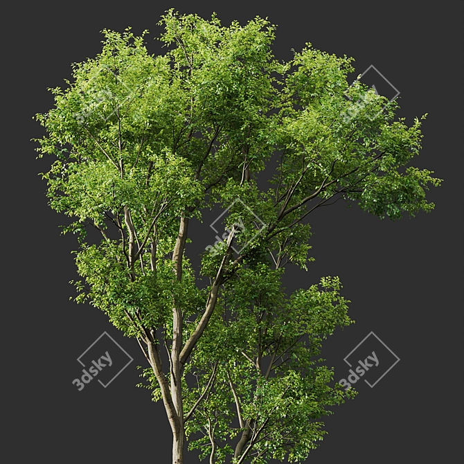 Spring Tree 3D Model Bundle 3D model image 2