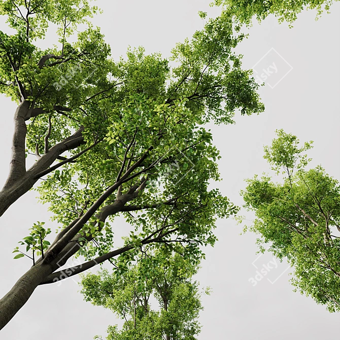 Spring Tree 3D Model Bundle 3D model image 4