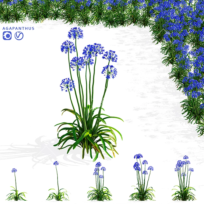 Agapanthus 3D Plant Collection 3D model image 1