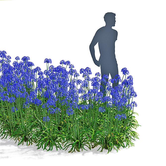 Agapanthus 3D Plant Collection 3D model image 13