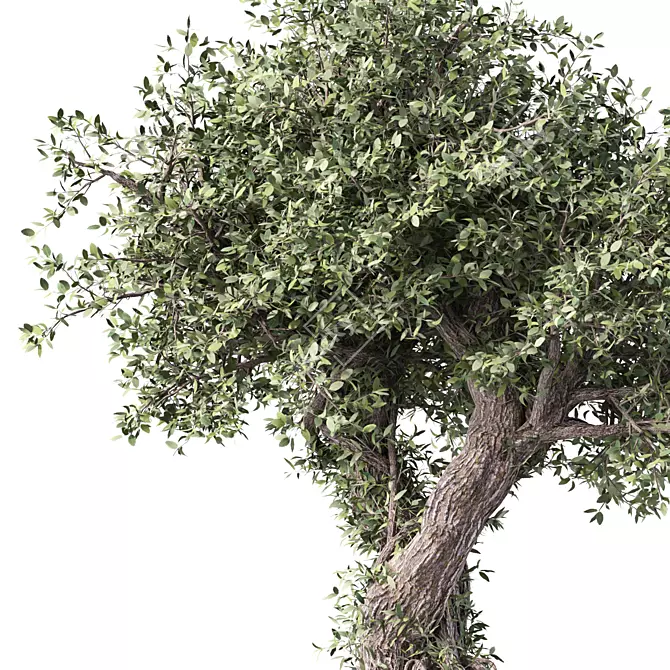 Zen Bonsai Indoor Plant Set 3D model image 2