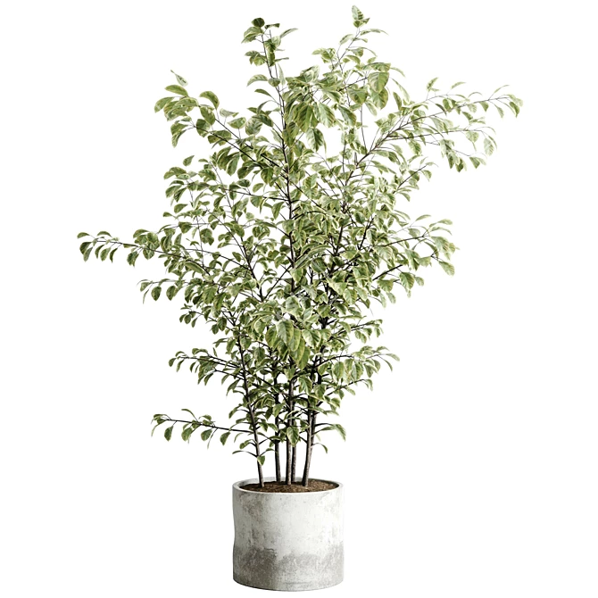 Concrete Vase Tree Indoor Set 3D model image 2