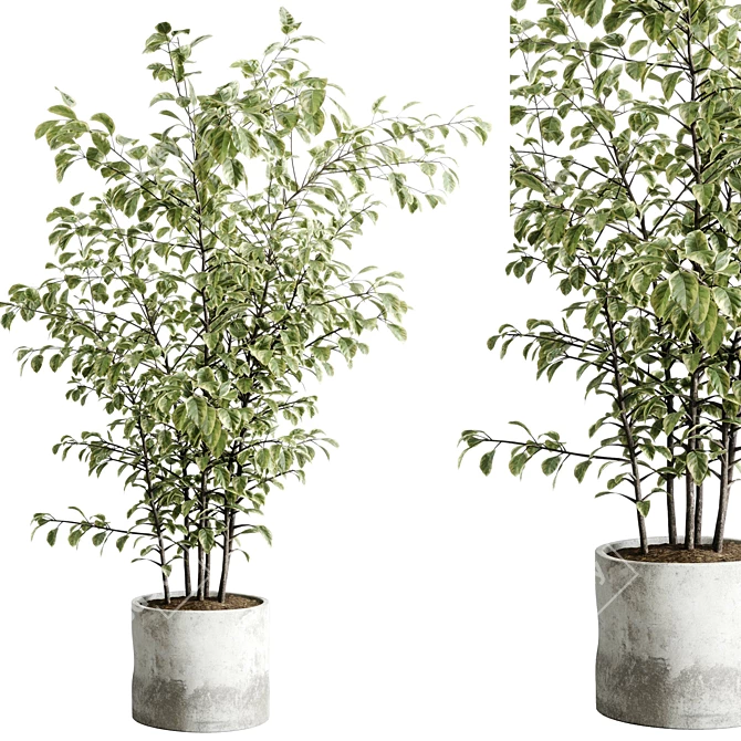 Concrete Vase Tree Indoor Set 3D model image 3