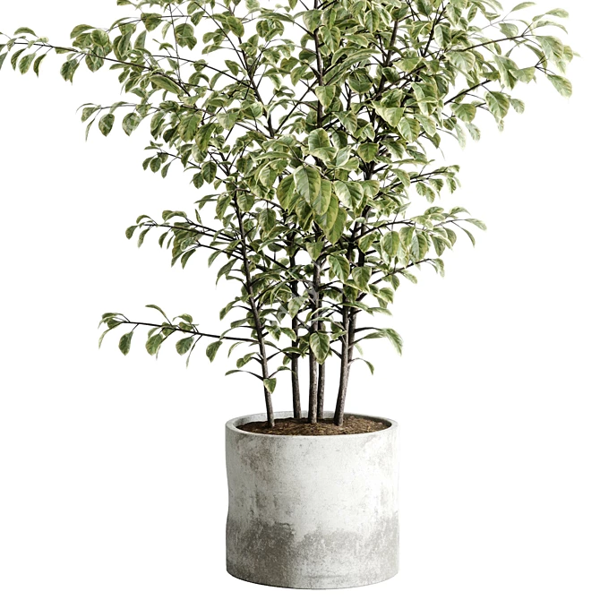 Concrete Vase Tree Indoor Set 3D model image 5