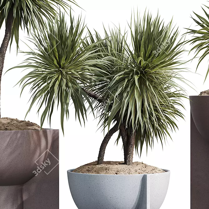 3D Yucca HousePlant Set 3D model image 2