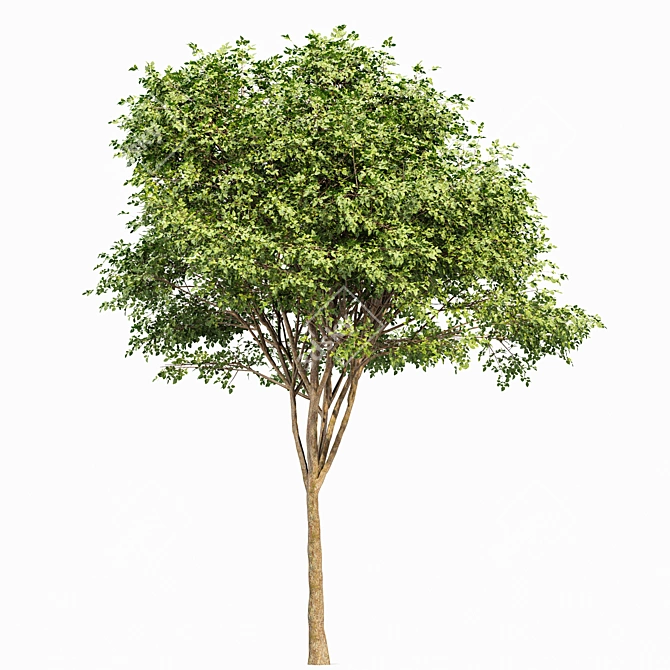 Natural Tree 3D Models Bundle 3D model image 5