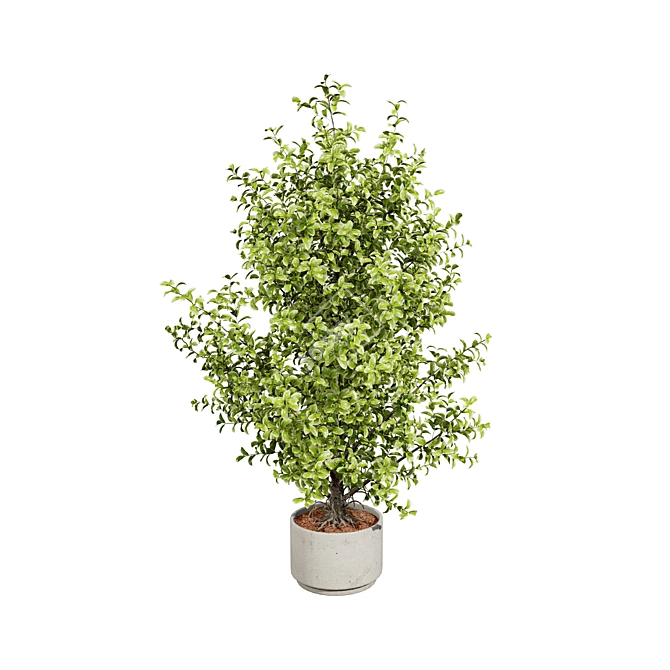 Ficus 'Variegata' 3D Model Collection 3D model image 5