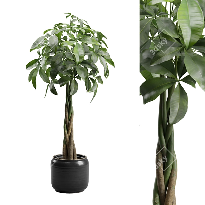 Money Tree in Elegant Planter 3D model image 1