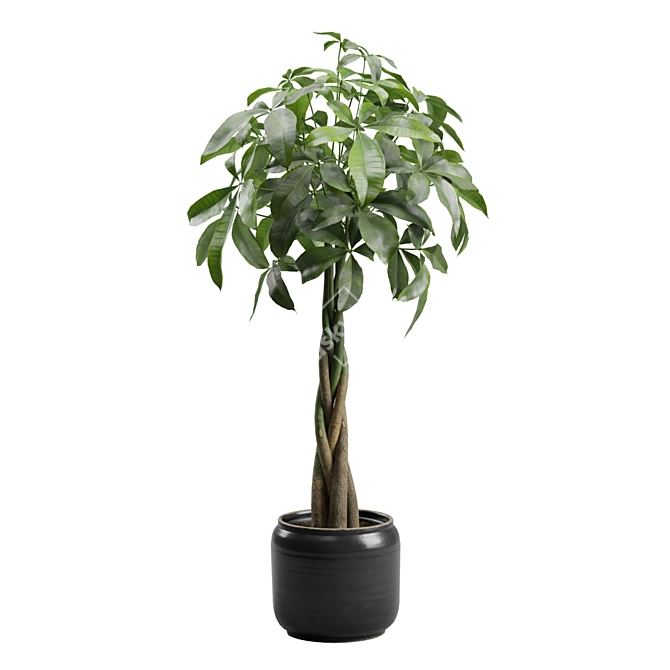 Money Tree in Elegant Planter 3D model image 2