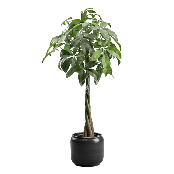 Money Tree in Elegant Planter 3D model image 4