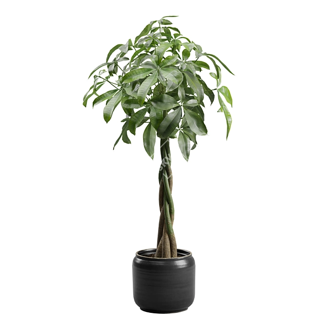 Money Tree in Elegant Planter 3D model image 5