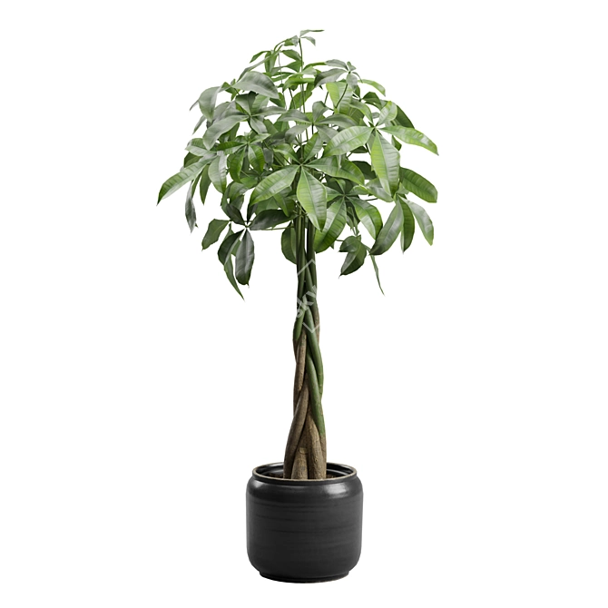 Money Tree in Elegant Planter 3D model image 6