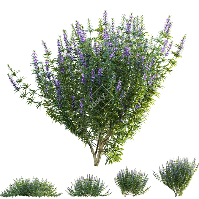 Versatile 3D Plant Models Collection 3D model image 2