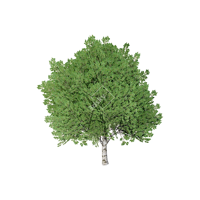 Sleek Low Poly Poplar Models 3D model image 4