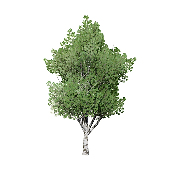 Sleek Low Poly Poplar Models 3D model image 5