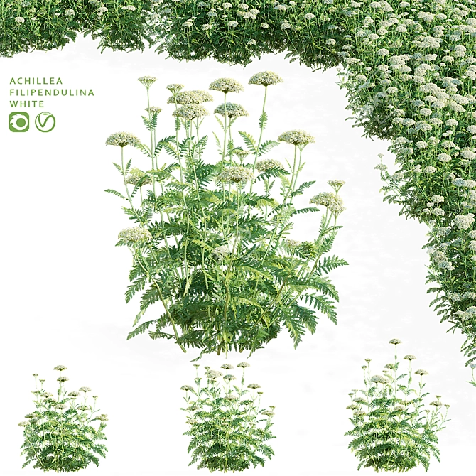 White Flowering Achillea collection 3D model image 1