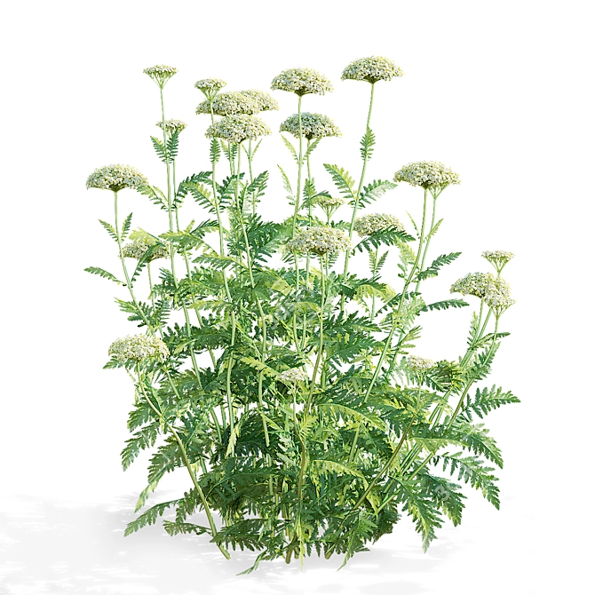 White Flowering Achillea collection 3D model image 2