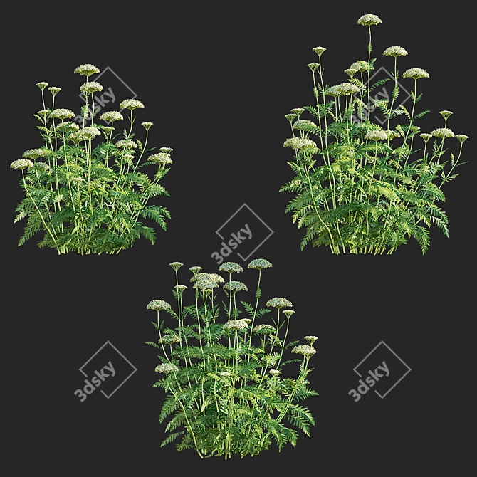 White Flowering Achillea collection 3D model image 5