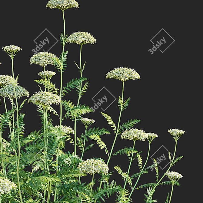 White Flowering Achillea collection 3D model image 6