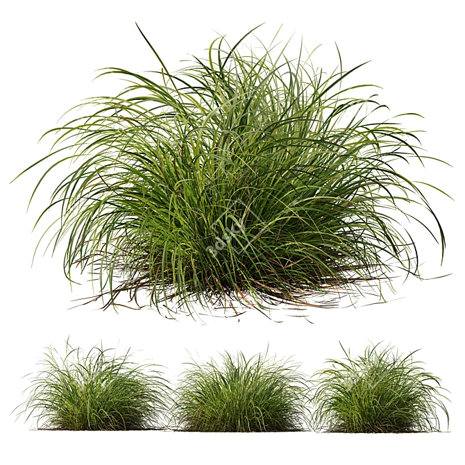 Golden Carex & Blue Moor Grass 3D model image 6