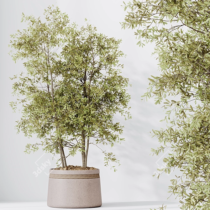 Modern Indoor Olive Tree Set 3D model image 5