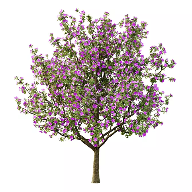 Tibouchina Glory Tree Beauty 3D model image 5