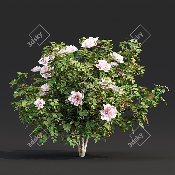 Vol 74 Rose Bush Collection 3D model image 2