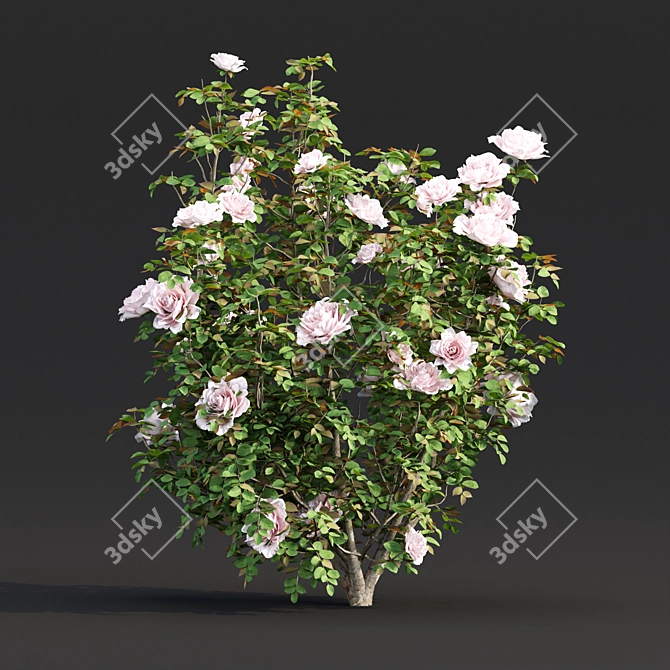 Vol 74 Rose Bush Collection 3D model image 4