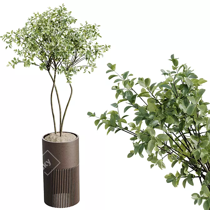 Mediterranean Olive Tree Houseplant Set 3D model image 3