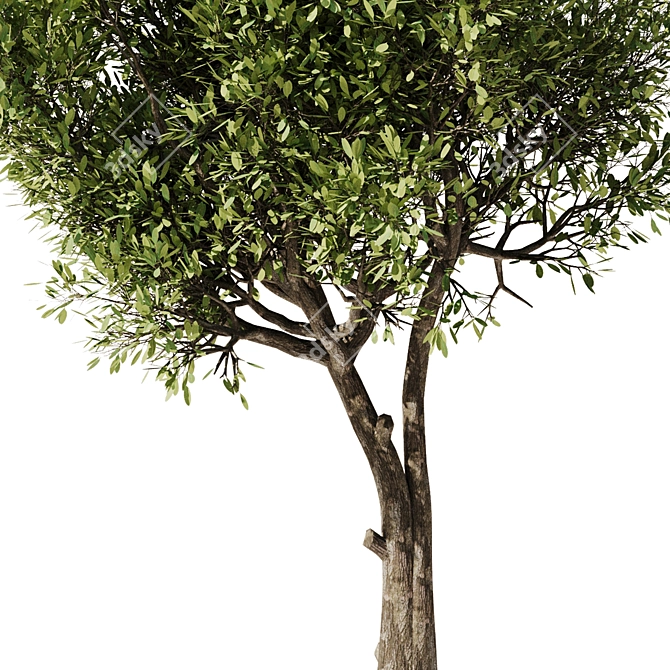  Modern Olive Tree Vray 3D 3D model image 3