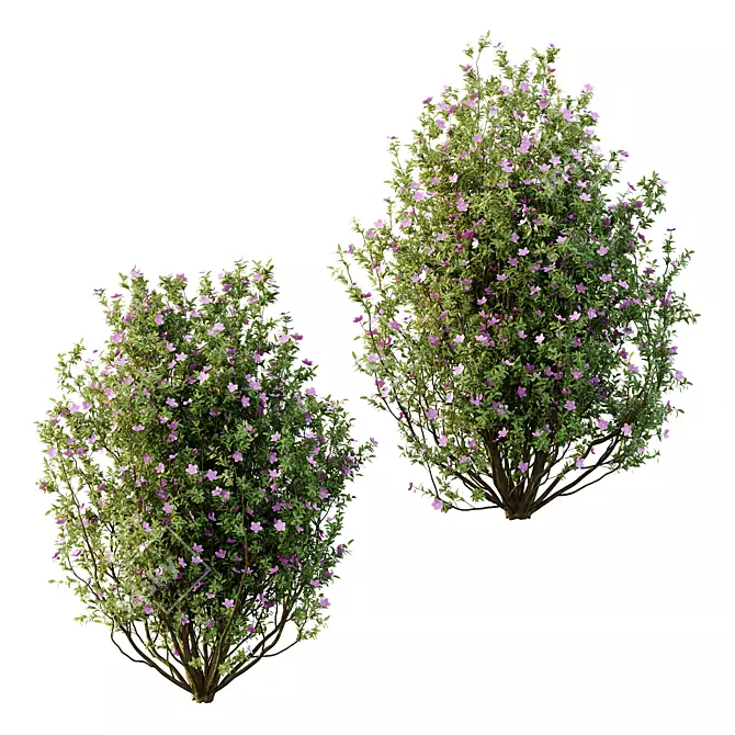 Tibouchina Semidecandra Tree Model 3D model image 1