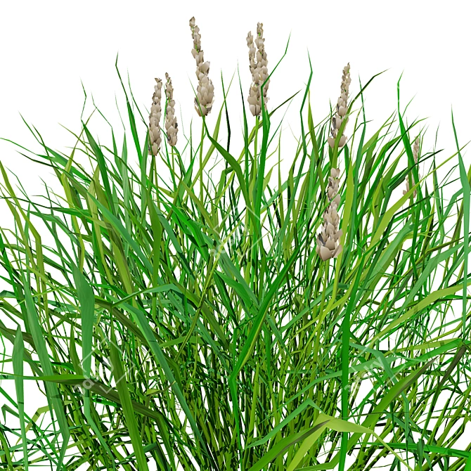 Realistic 3D Grass Model: Versatile Texture 3D model image 4