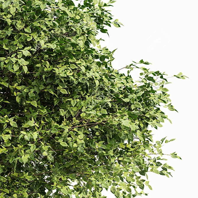 Archived Gray Alder & Pollard Willow 3D model image 2