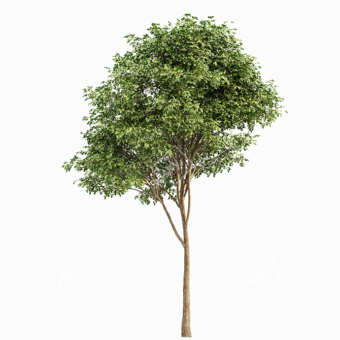 Archived Gray Alder & Pollard Willow 3D model image 3