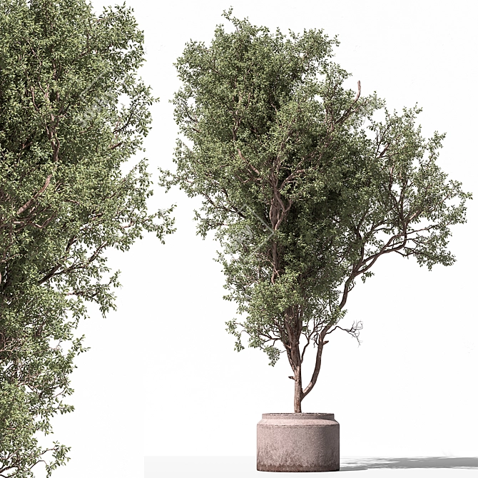 Unique Tree in Pot Option 3D model image 1