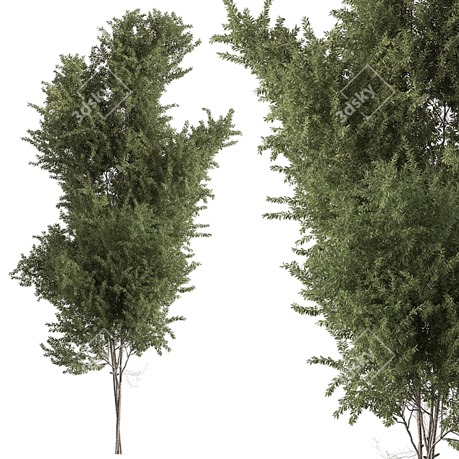 Acacias Tree Set 337: Green Beauty 3D model image 1
