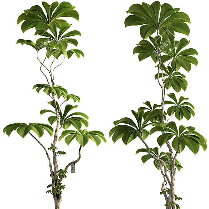 3D Tree Plant Model Collection 3D model image 6