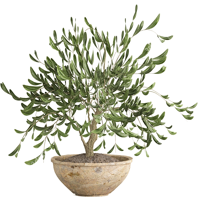 Stylish Potted Olive Houseplant 3D model image 1