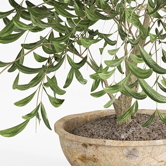 Stylish Potted Olive Houseplant 3D model image 2