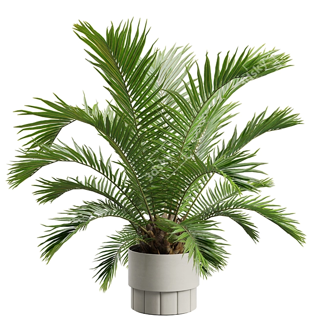 Exotic Sago Palm Ornamental Plant 3D model image 1